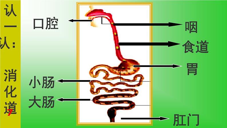 苏教版七年级下册生物 9.2人体的消化与吸收 课件第7页