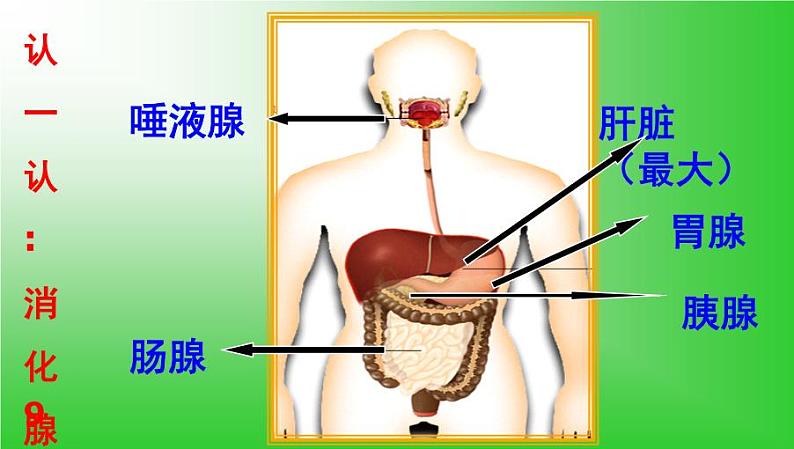 苏教版七年级下册生物 9.2人体的消化与吸收 课件第8页