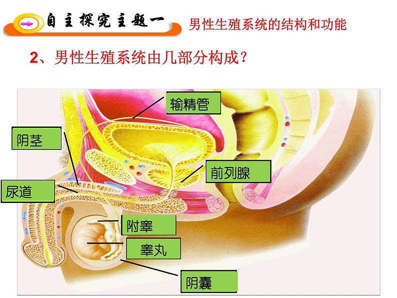 苏教版七年级下册生物 8.1 精卵结合孕育新的生命 课件第6页