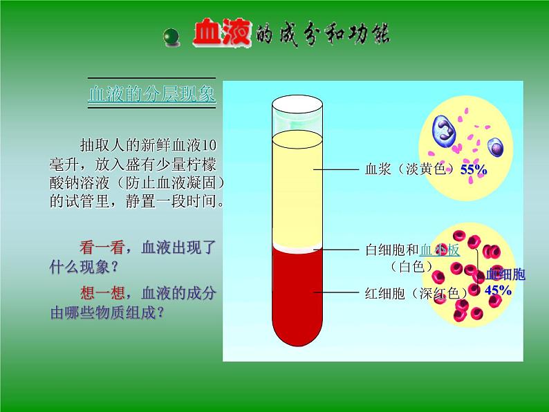 苏教版七年级下册生物 10.1血液和血型 课件05