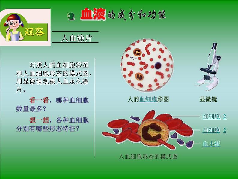 苏教版七年级下册生物 10.1血液和血型 课件08