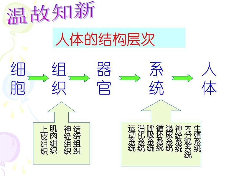 苏教版七年级下册生物 8.3人体概述 课件02