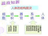 苏教版七年级下册生物 8.3人体概述 课件