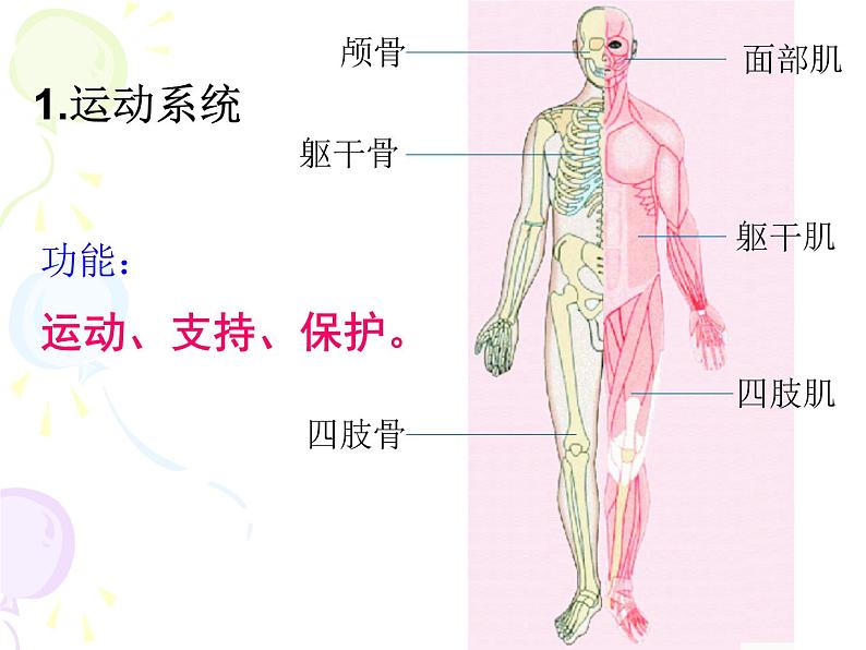 苏教版七年级下册生物 8.3人体概述 课件07