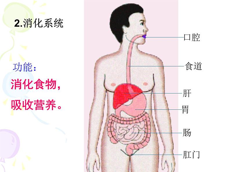 苏教版七年级下册生物 8.3人体概述 课件08