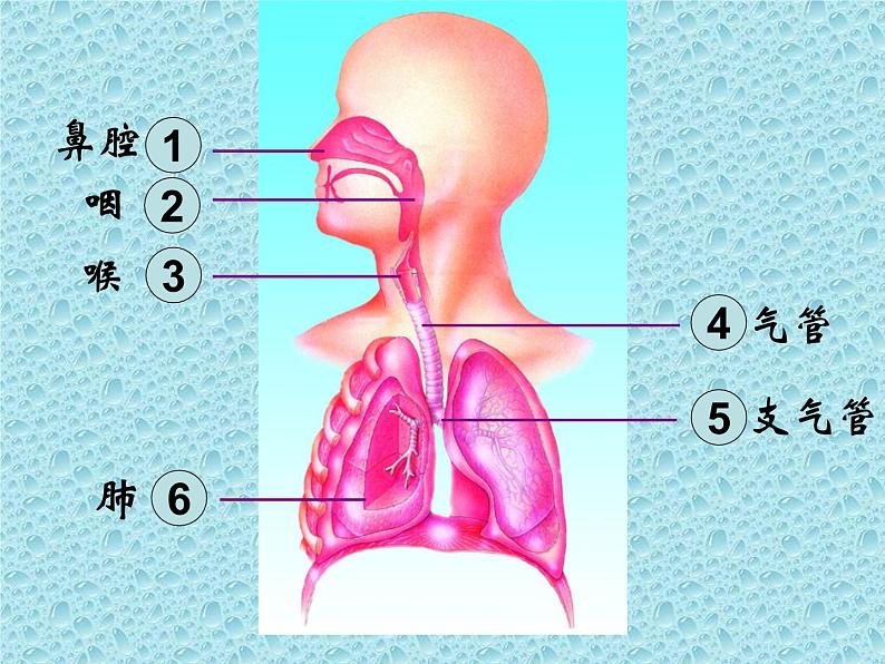 苏教版七年级下册生物 10.3人体和外界环境的气体交换 课件03