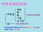 苏教版七年级下册生物 10.3人体和外界环境的气体交换 课件