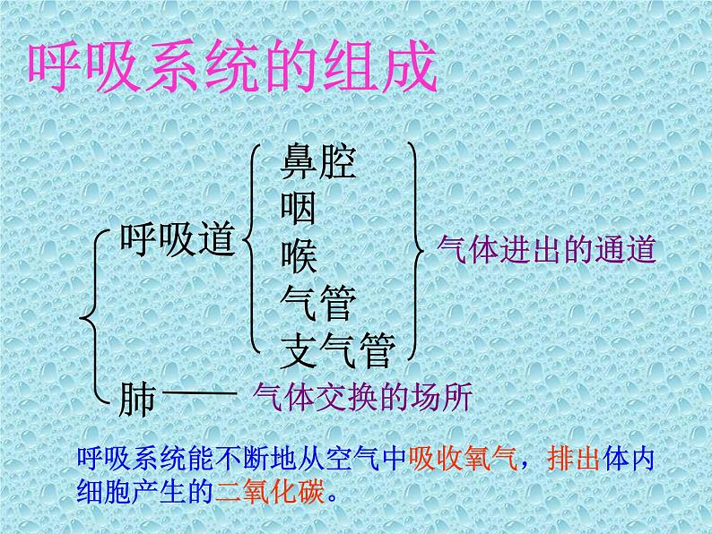 苏教版七年级下册生物 10.3人体和外界环境的气体交换 课件04