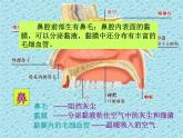 苏教版七年级下册生物 10.3人体和外界环境的气体交换 课件