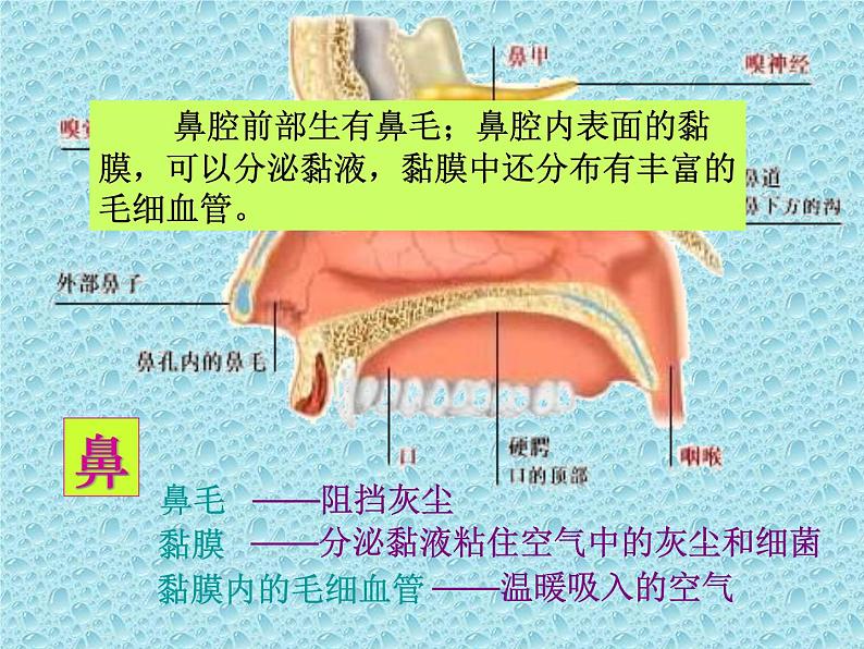 苏教版七年级下册生物 10.3人体和外界环境的气体交换 课件05