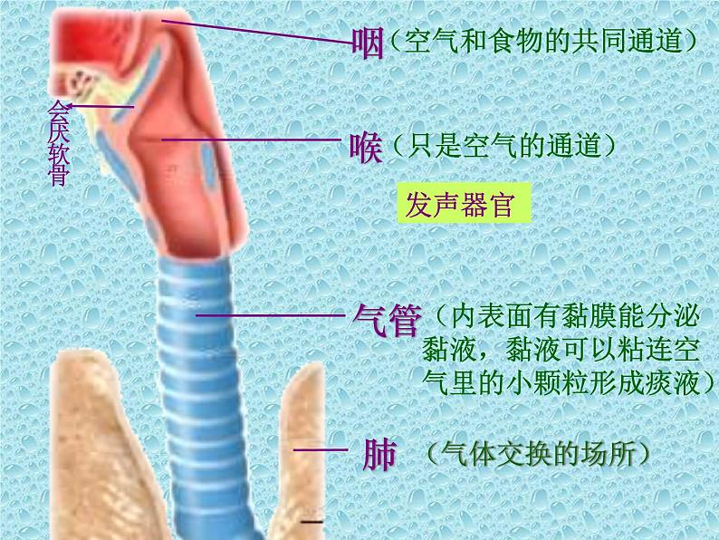 苏教版七年级下册生物 10.3人体和外界环境的气体交换 课件07