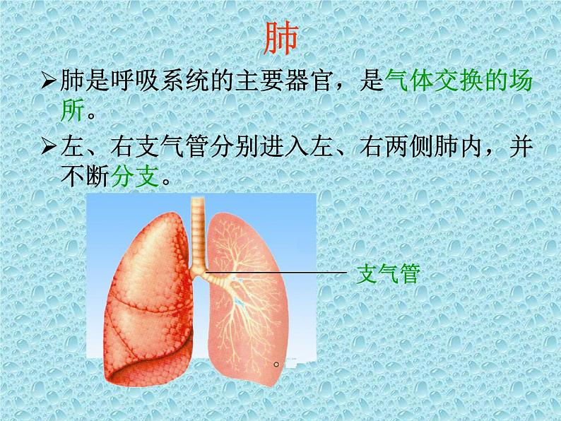 苏教版七年级下册生物 10.3人体和外界环境的气体交换 课件08