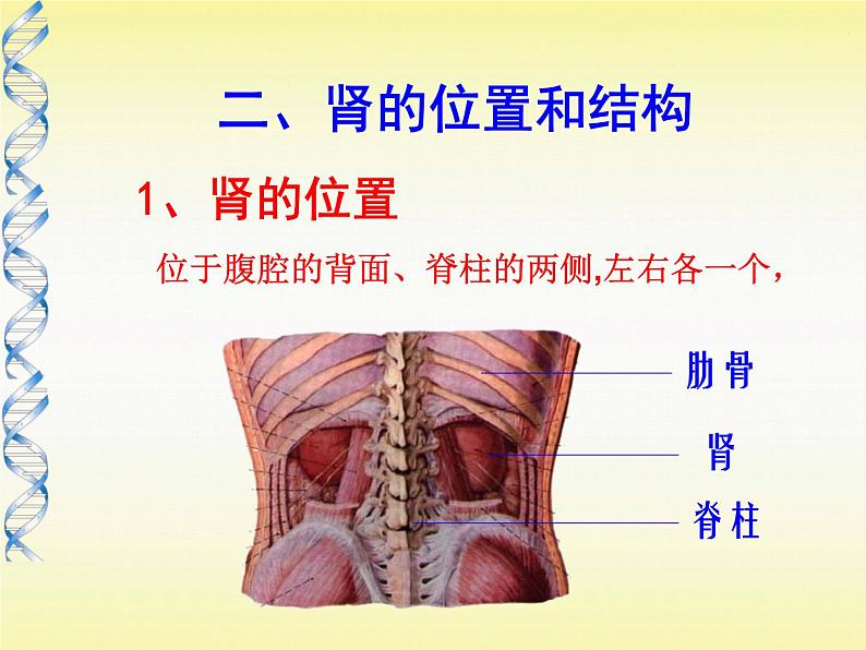 苏教版七年级下册生物 11.1人体泌尿系统的组成 课件06