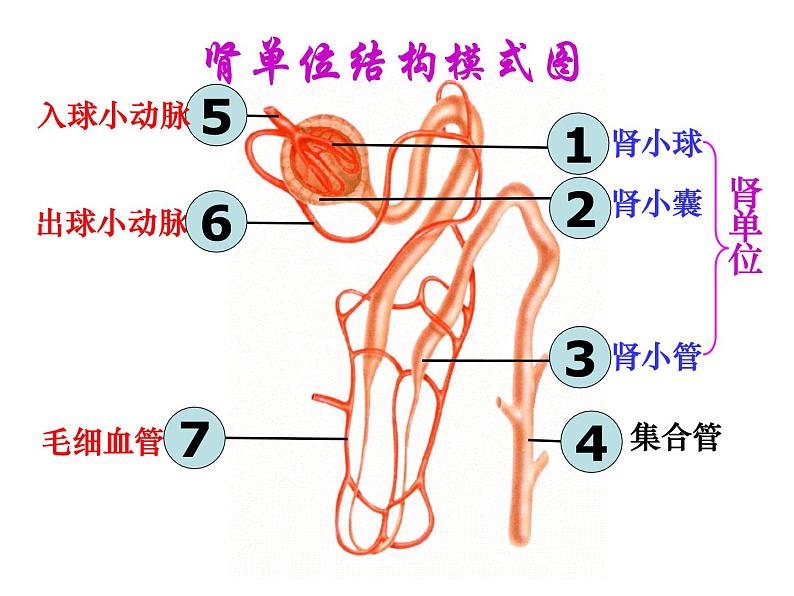 苏教版七年级下册生物 11.2人体废物的排出 课件06