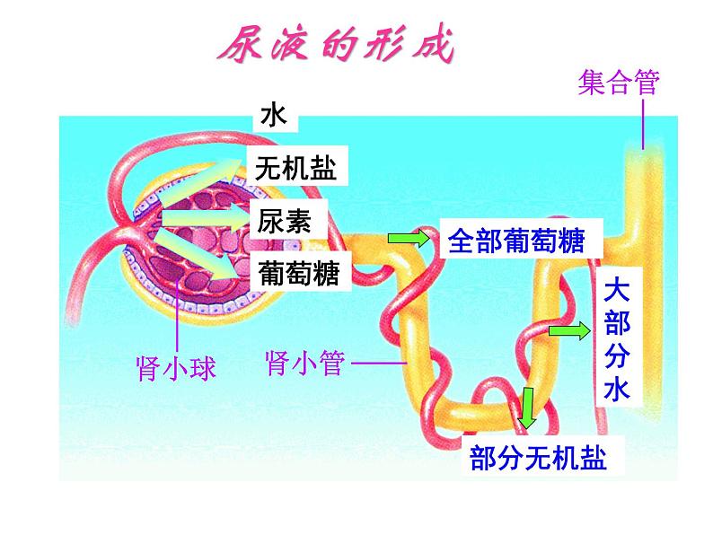 苏教版七年级下册生物 11.2人体废物的排出 课件08