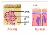 苏教版七年级下册生物 12.1人体的激素调节 课件