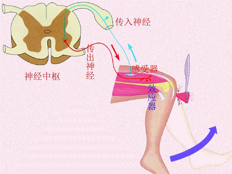 苏教版七年级下册生物 12.2人体的神经调节 课件第5页