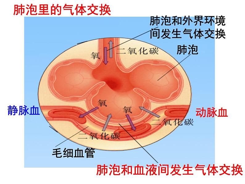 苏教版七年级下册生物 10.5人体能量的供给 课件02