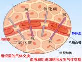 苏教版七年级下册生物 10.5人体能量的供给 课件