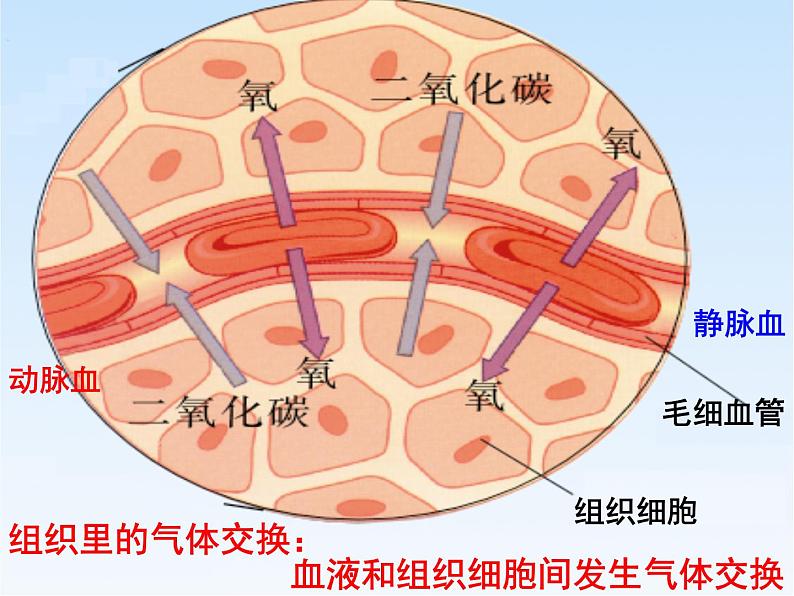 苏教版七年级下册生物 10.5人体能量的供给 课件03