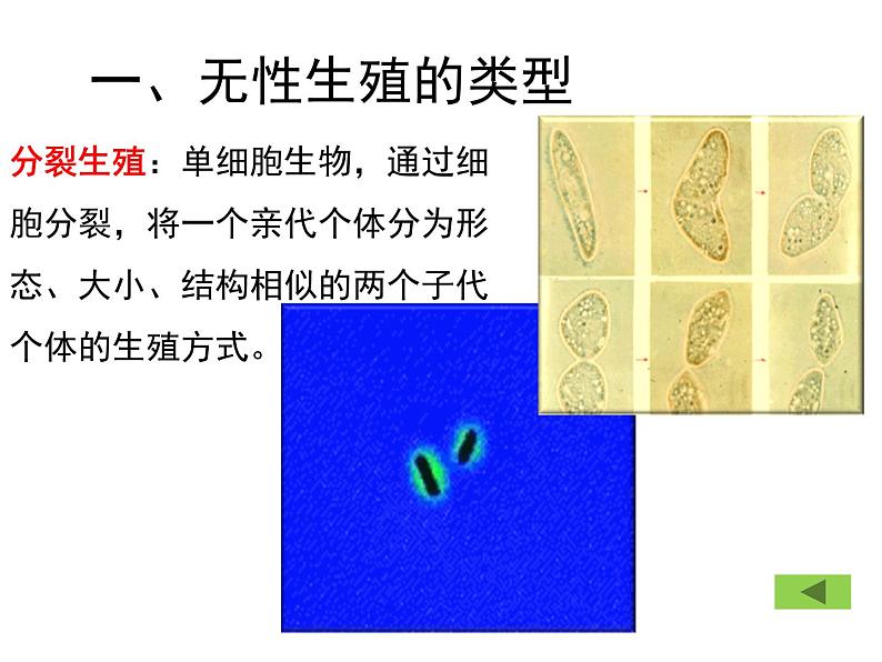 苏教版八年级下册生物 21.1生物的无性生殖 课件第6页