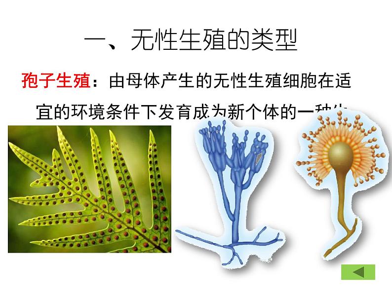 苏教版八年级下册生物 21.1生物的无性生殖 课件第8页