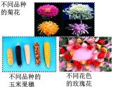 苏教版八年级下册生物 22.5生物的变异 课件