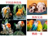 苏教版八年级下册生物 22.5生物的变异 课件