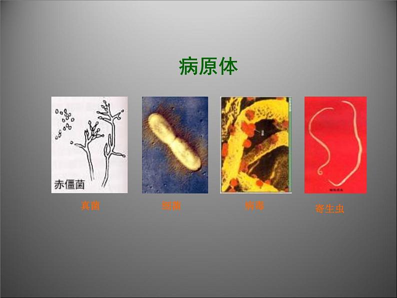 苏教版八年级下册生物 25.1传染病 课件08