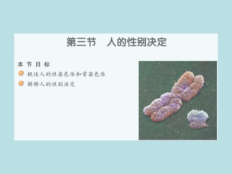 苏教版八年级下册生物 22.3人的性别决定 课件01