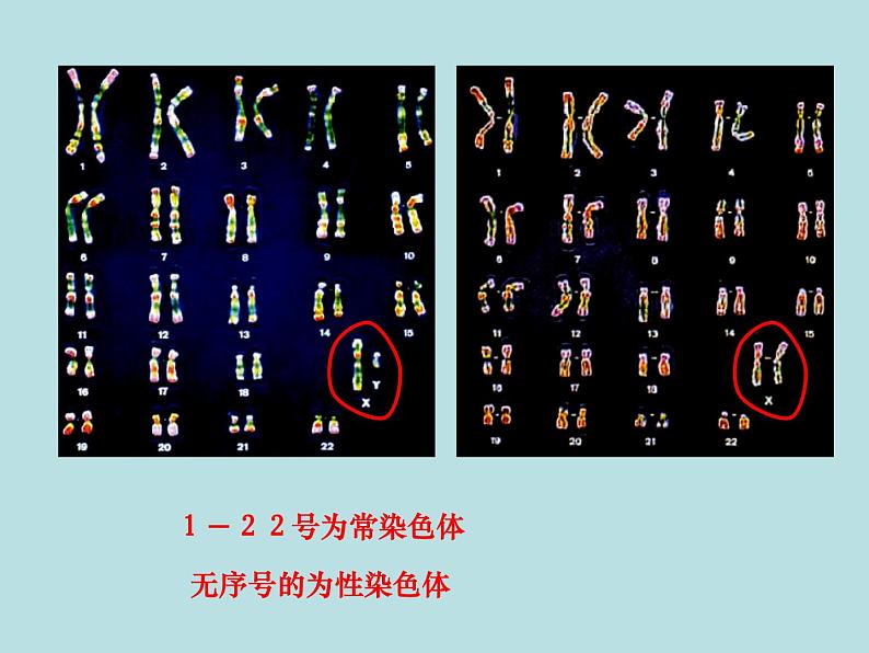 苏教版八年级下册生物 22.3人的性别决定 课件03