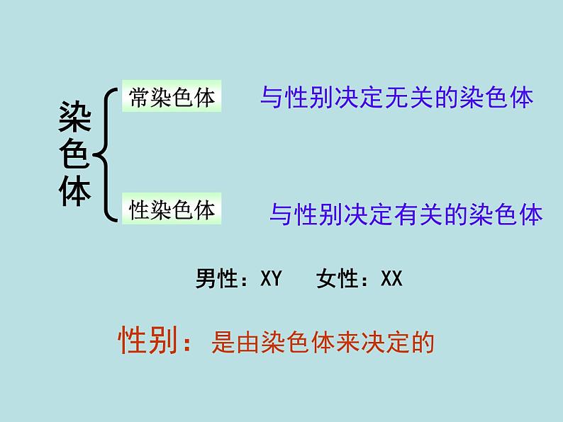 苏教版八年级下册生物 22.3人的性别决定 课件04