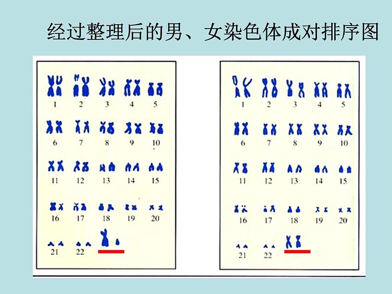 苏教版八年级下册生物 22.3人的性别决定 课件05