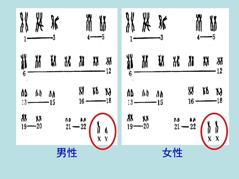 苏教版八年级下册生物 22.3人的性别决定 课件06