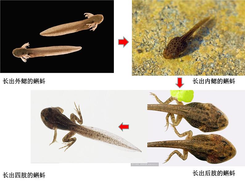 苏教版八年级下册生物 21.4两栖类的生殖与发育 课件第6页