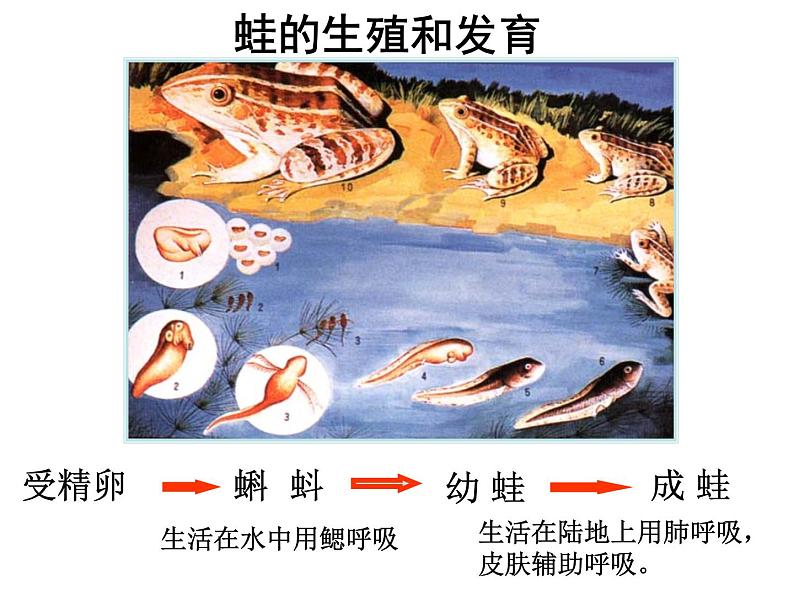 苏教版八年级下册生物 21.4两栖类的生殖与发育 课件第7页