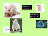 苏教版八年级下册生物 24.1现代生物技术的应用 课件