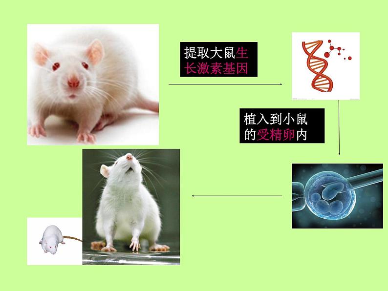 苏教版八年级下册生物 24.1现代生物技术的应用 课件05