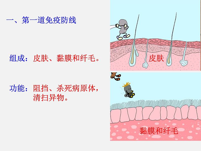 苏教版八年级下册生物 25.3免疫 课件第4页