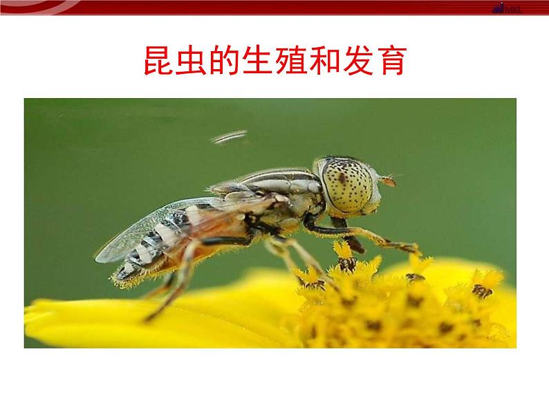 苏教版八年级下册生物 21.3昆虫的生殖与发育 课件01