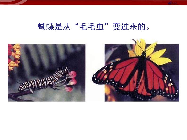 苏教版八年级下册生物 21.3昆虫的生殖与发育 课件04