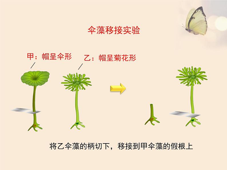 苏教版八年级下册生物 22.1DNA是主要的遗传物质 课件06