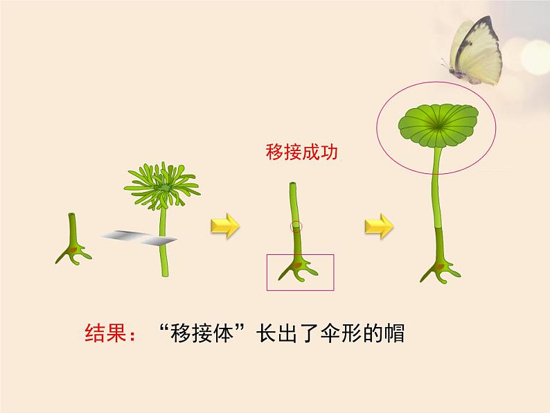 苏教版八年级下册生物 22.1DNA是主要的遗传物质 课件07