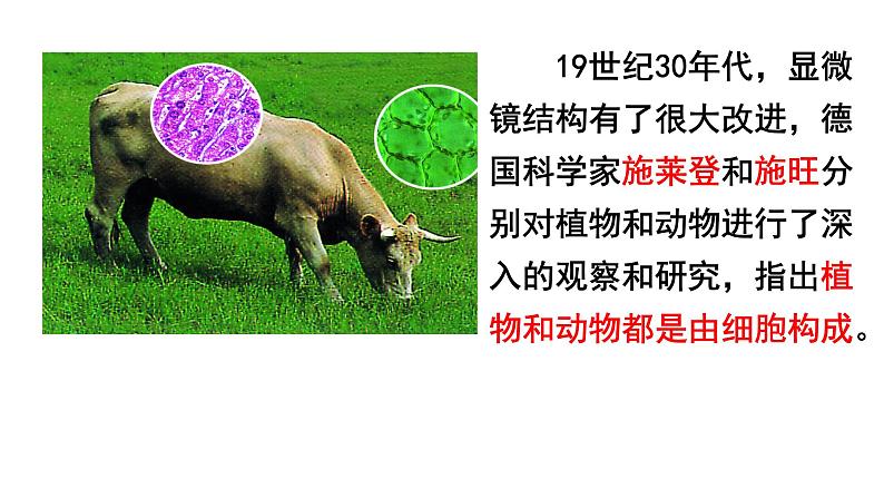 苏科版七年级下册生物 8.1生物体的基本结构 课件06