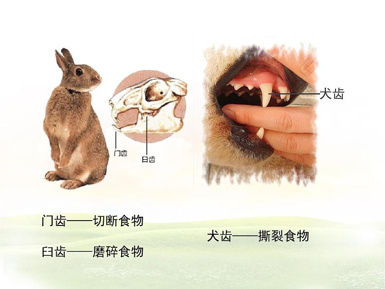 苏科版七年级下册生物 11.2地面上的动物 课件08