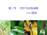 苏科版七年级下册生物 12.2昆虫 课件