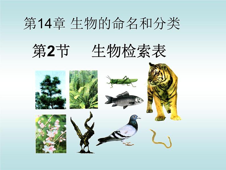 苏科版七年级下册生物 14.2生物检索表 课件第1页