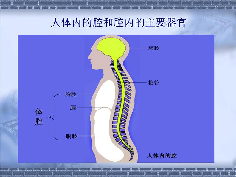 苏科版七年级下册生物 9.2人体的组成 课件04