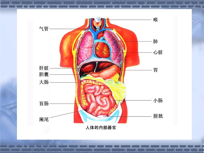 苏科版七年级下册生物 9.2人体的组成 课件05