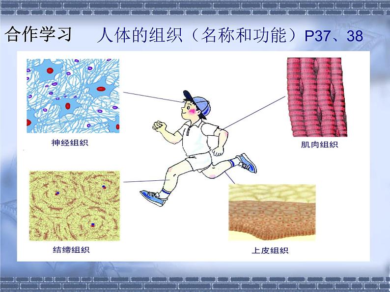 苏科版七年级下册生物 9.2人体的组成 课件07